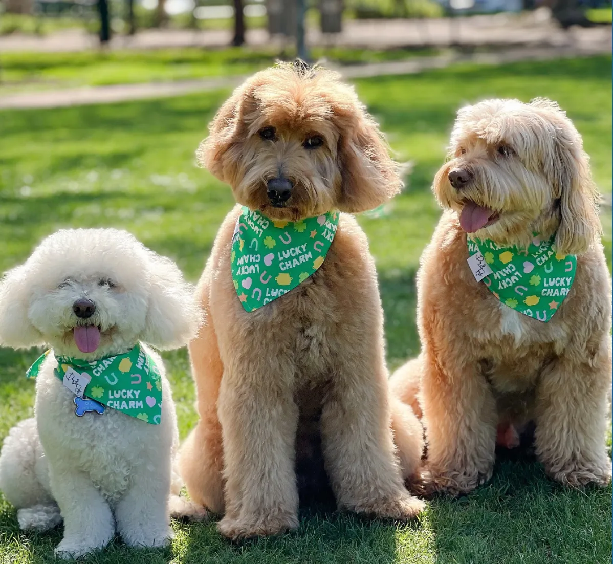 Lucky Charm Dog Bandana